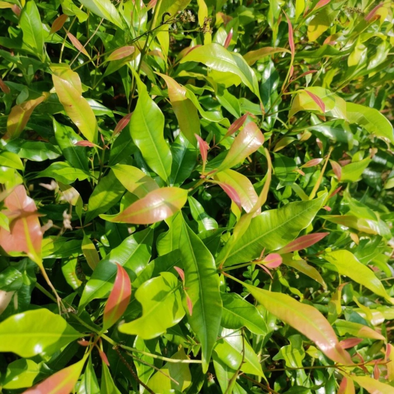 Clove (Laung) Indian Spices Live Plant - Lavanga Plant, Laung Plant (Syzygium aromaticum)